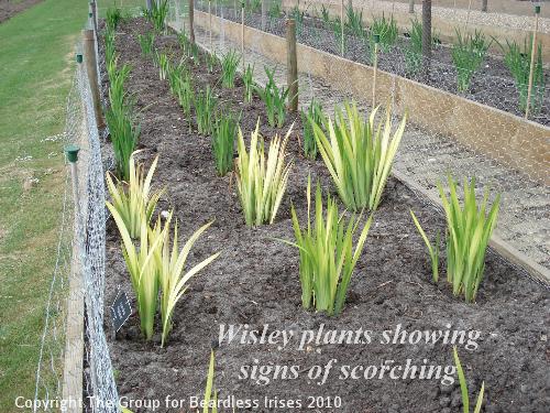 OW 006 Wisley plants showing signs of scorching